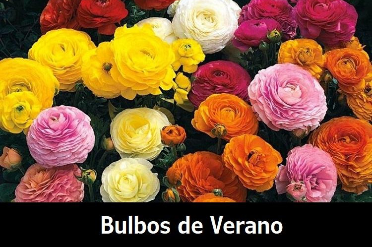Bulbos de Verano