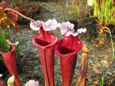 Sarracenia, planta carnivora de jarra