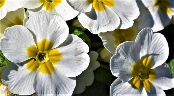 Flores de angiospermas