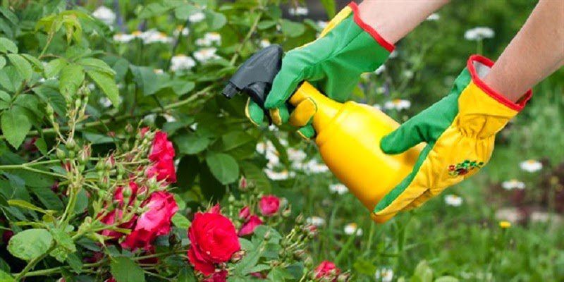 Mejor Fungicida para Plantas