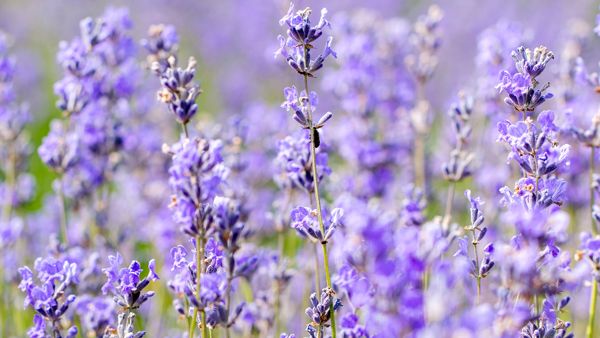 Matas de aromaticas en un jardin seco