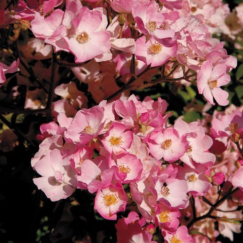 Rosa Híbrido Almizcleño