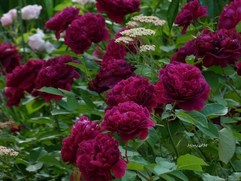 Rosal Rojo. Rosas Rojas