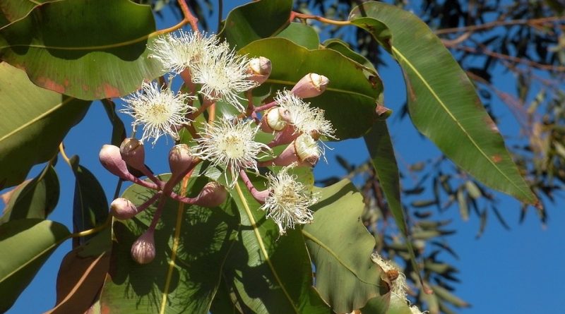 Eucaliptos: especies, poda, jardin y la polemica forestal