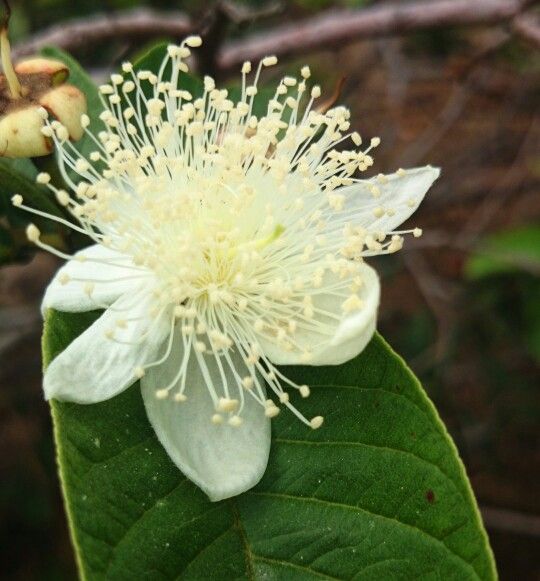 Guayabas: que guayabo plantar en España y como cuidarlo