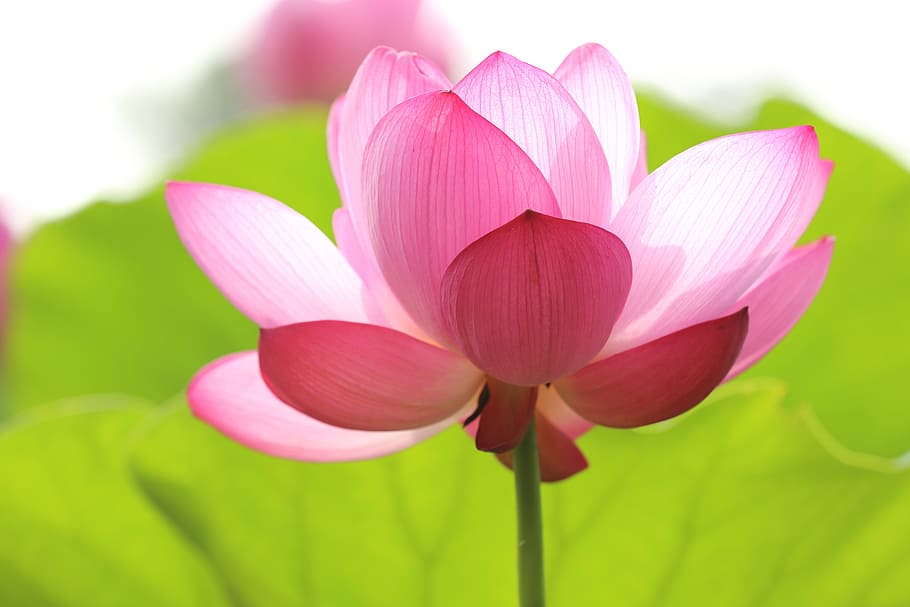 Flor de loto: diferencias con el nenufar y como cultivarla