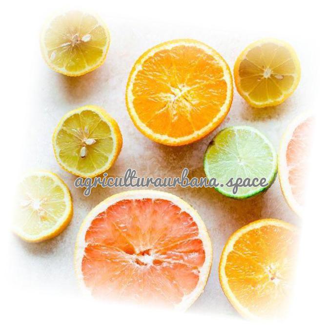 Hierbas con aroma a limón: cultivo y cosecha