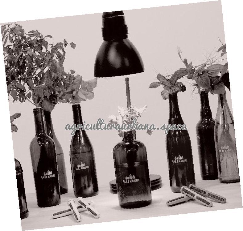 Cultivar hierbas en botella por capilaridad