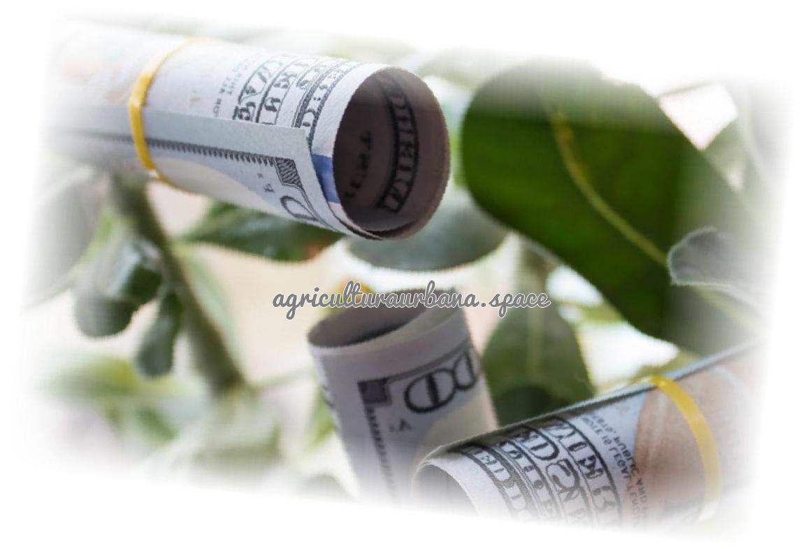 ¿Sale a cuenta cultivar tu propia albahaca?