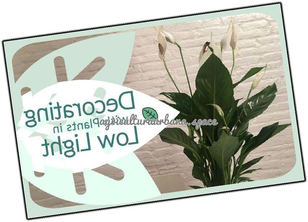 Plantas de interior para rincones con poca luz
