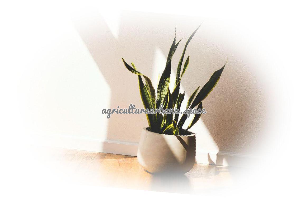 Plantas de interior en otoño e invierno: guía de cuidados