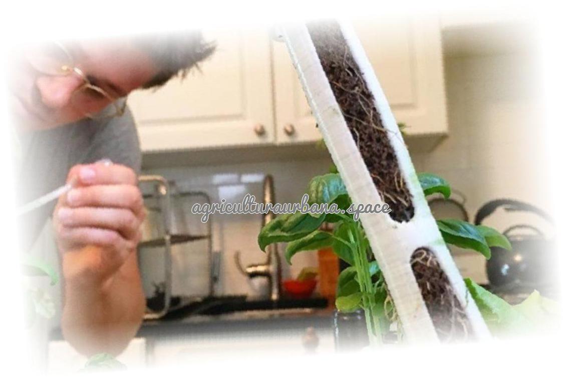 Reiniciar un cultivo hidropónico de interior tras cosechar