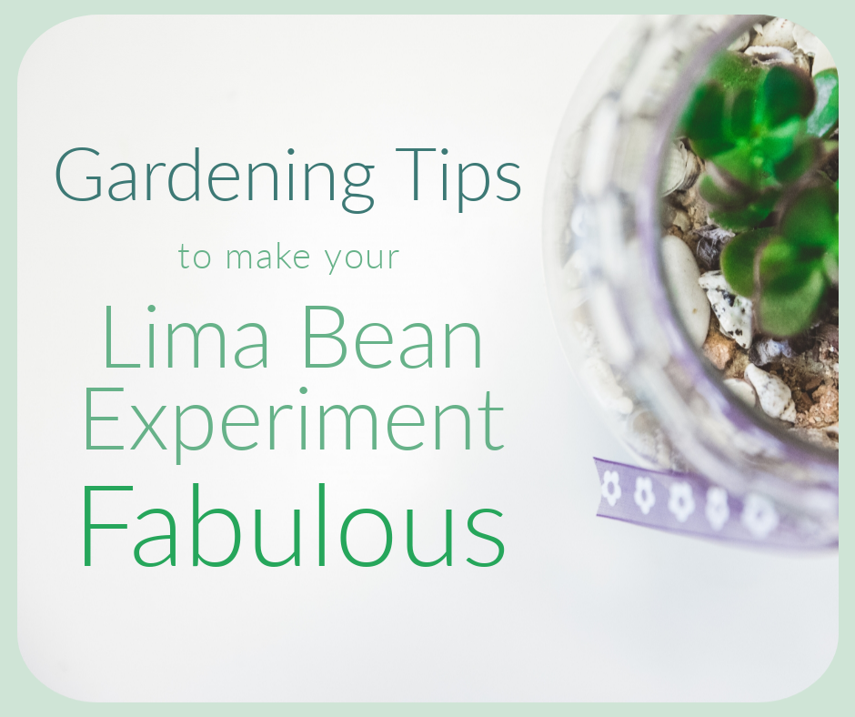 Germinar una judía en un tarro paso a paso