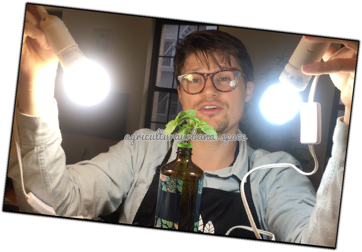 Luz de cultivo: cómo elegirla y dónde colocarla en casa