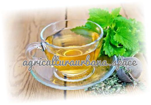 Melisa o toronjil: cultivo, cosecha y secado de la hoja