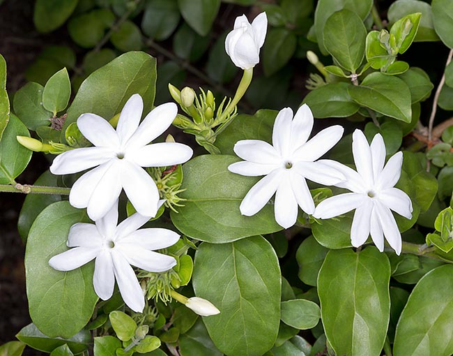Jazmín (Jasminum): especies, cuidados y falsos jazmines