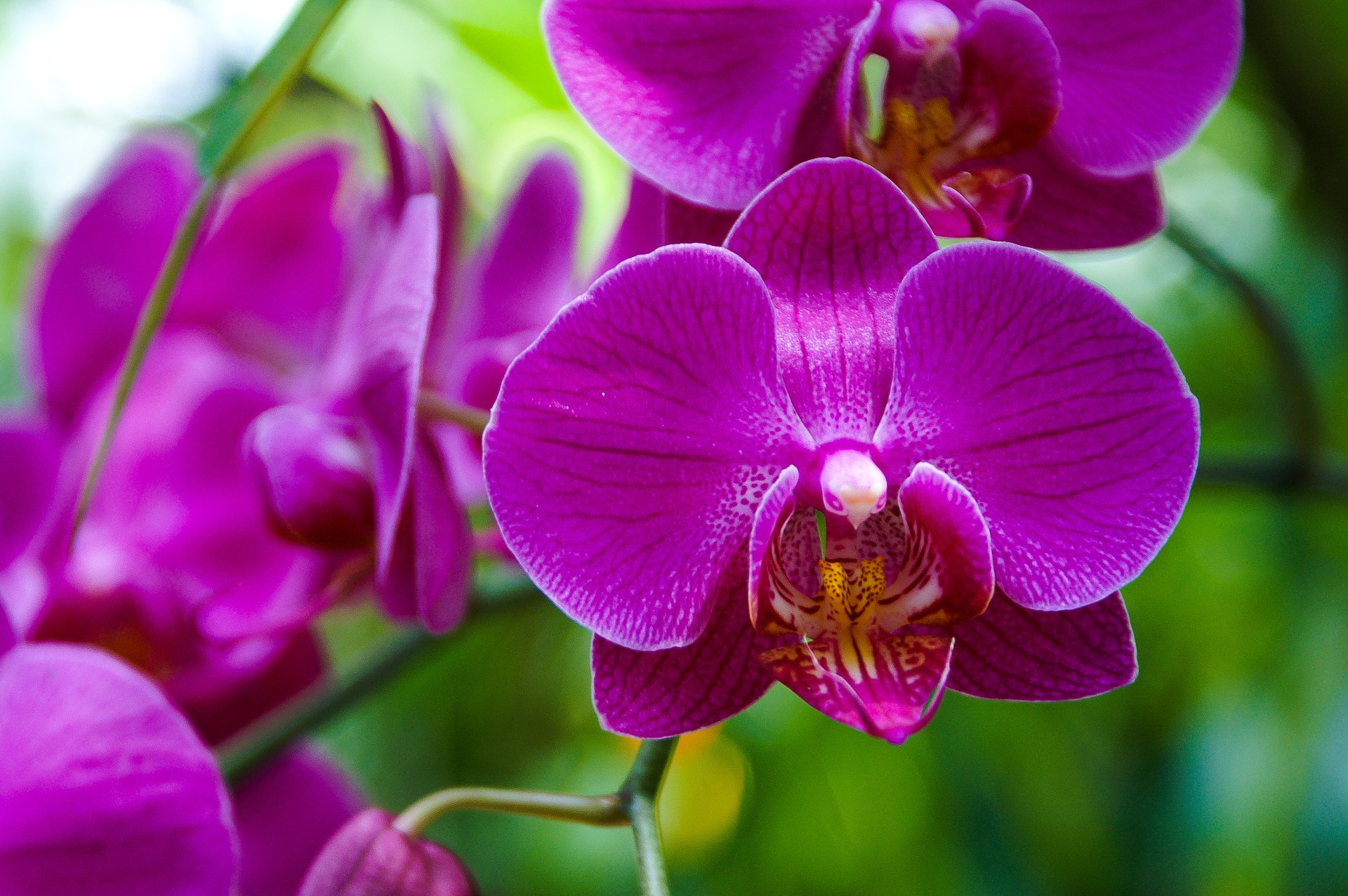 Orquídeas (Orchidaceae): la familia con más especies