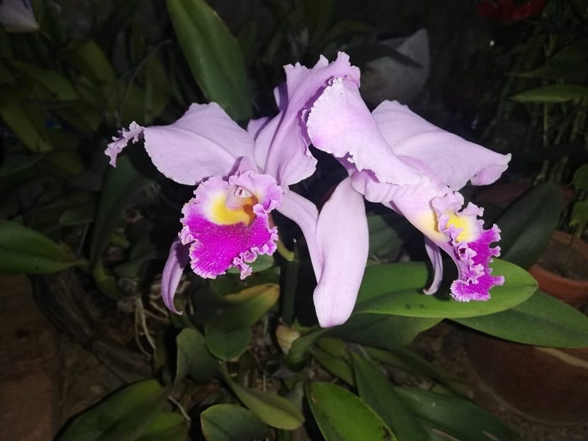 Orquídea Cattleya de color vivo en floración