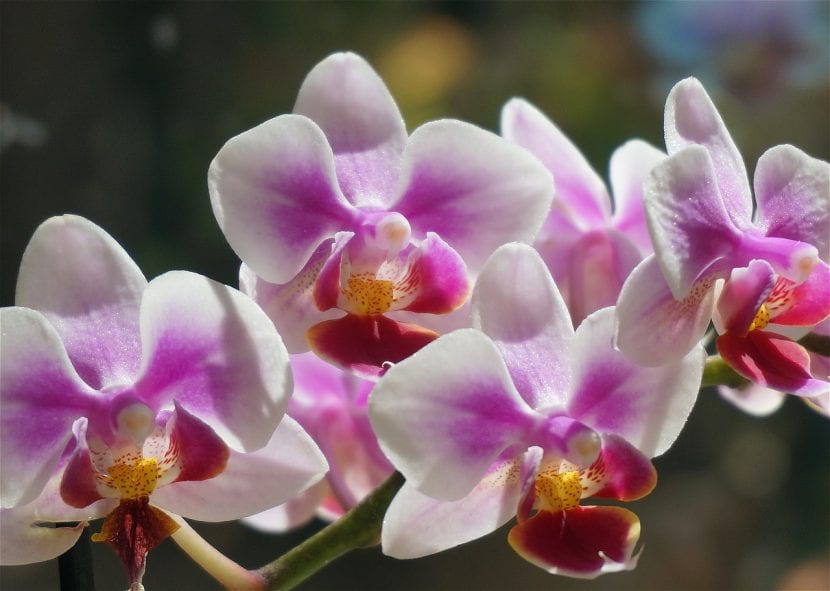 Phalaenopsis en flor durante el invierno