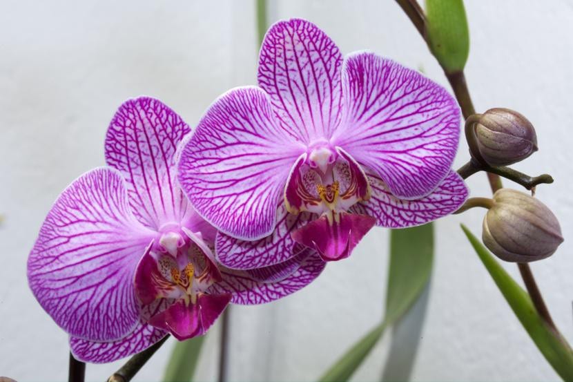 Flor de orquídea Phalaenopsis