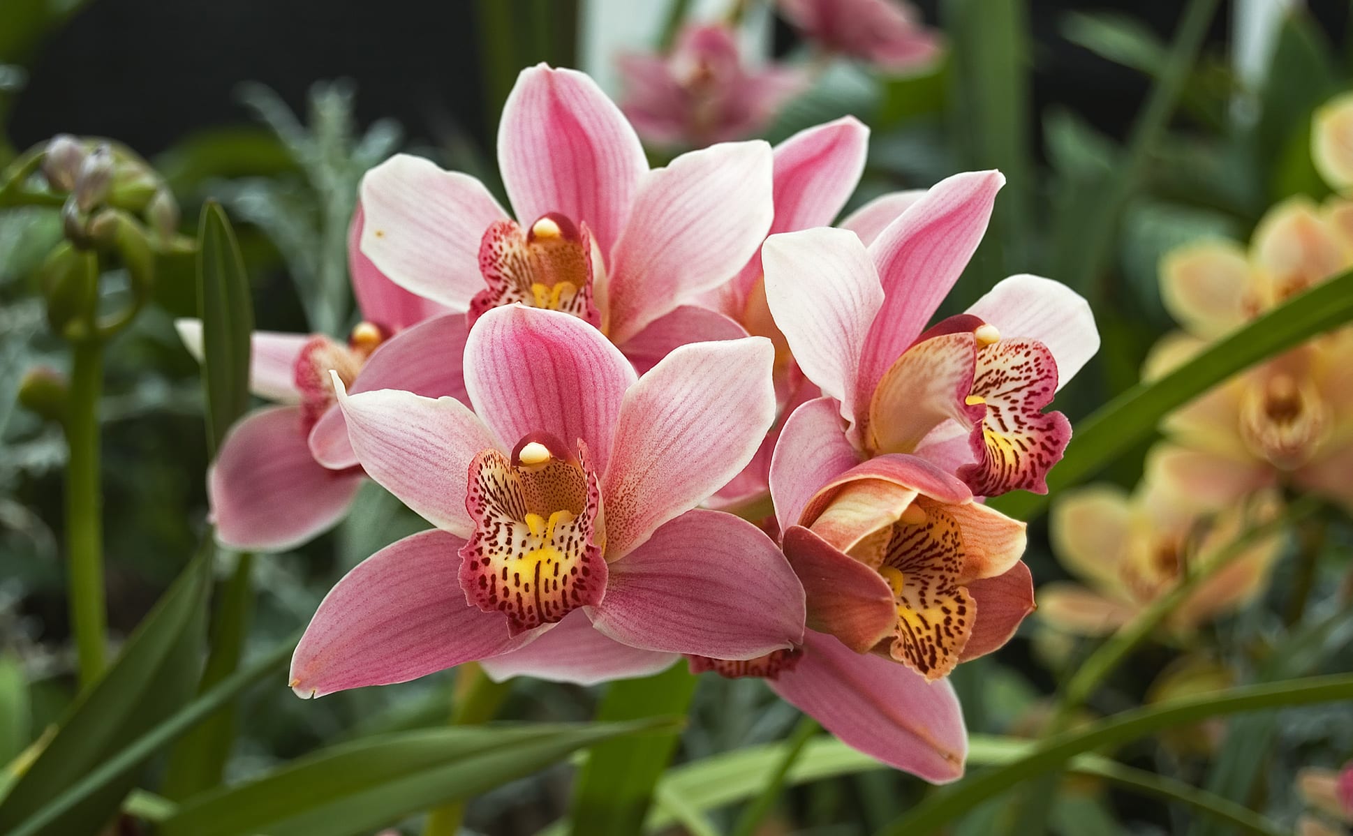 Cymbidium en flor, orquídea de hábito terrestre