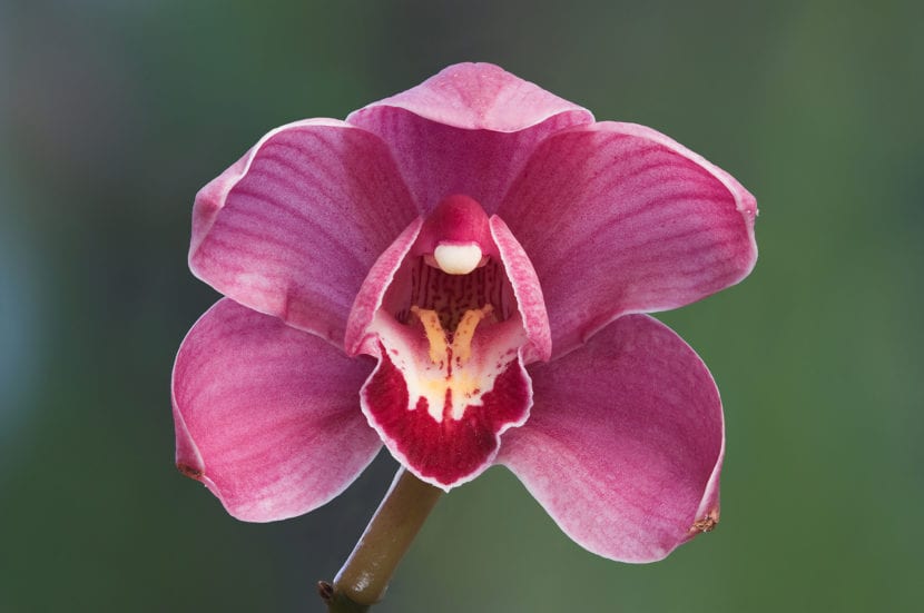 Flores rosadas de un híbrido de Cymbidium