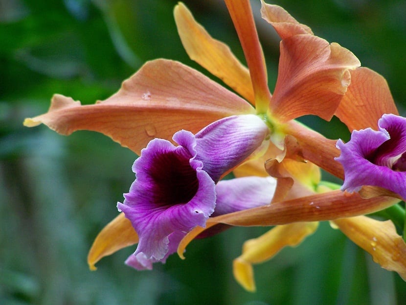 Flor de Laelia tenebrosa con el labelo morado característico