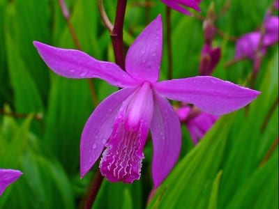 Flores de Bletilla striata, orquídea terrestre de jardín