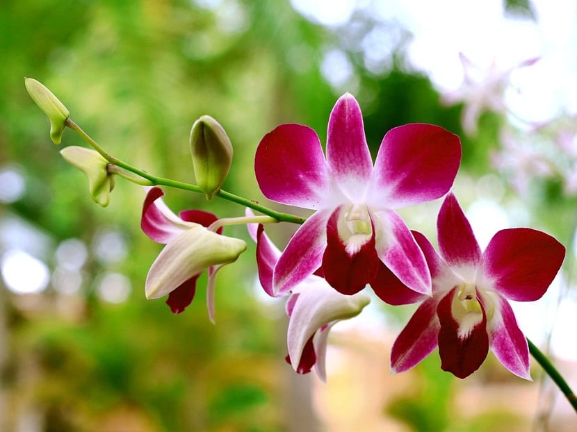 Phalaenopsis en floración