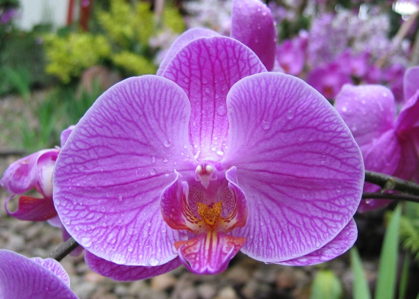 Orquídea Phalaenopsis de flores lilas en maceta