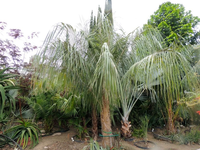 Ejemplar de Parajubaea sunkha con tronco anillado y hojas arqueadas