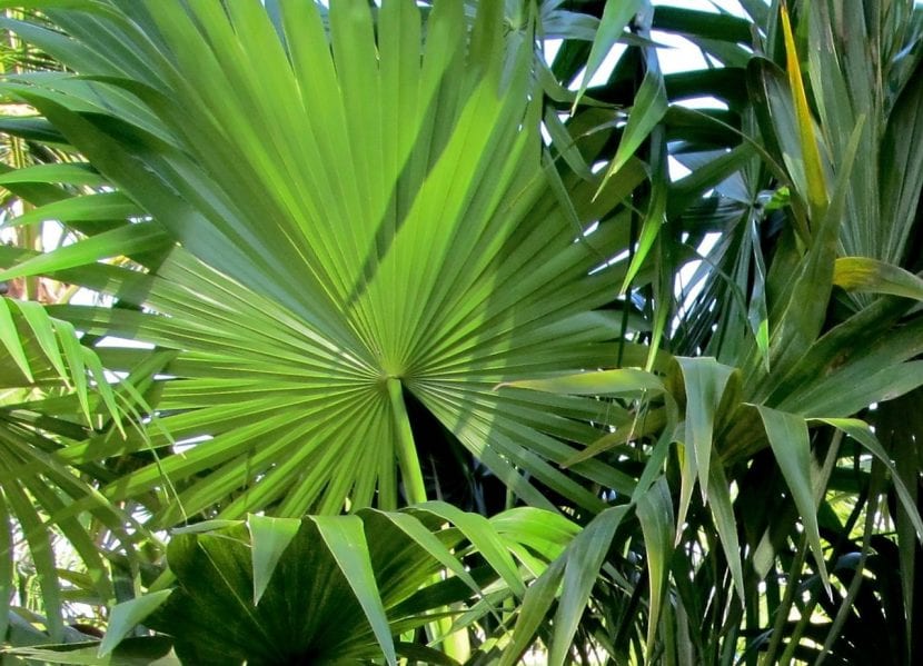Ejemplar de Thrinax radiata con su copa de hojas en abanico