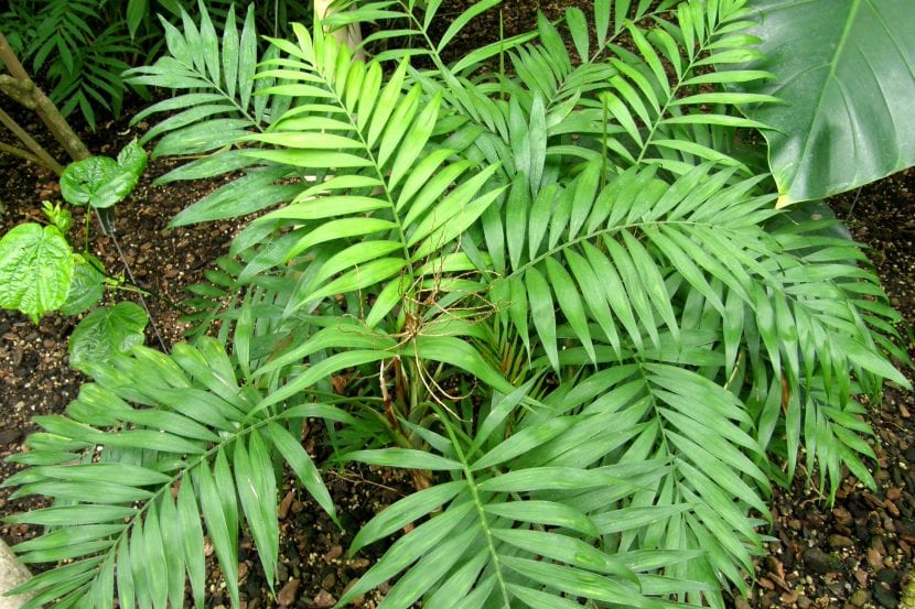 Ejemplar de Chamaedorea elegans cultivado en maceta