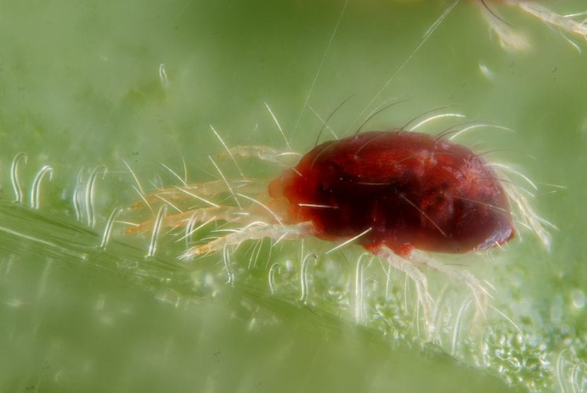 Araña roja, principal plaga de las Chamaedorea en interior