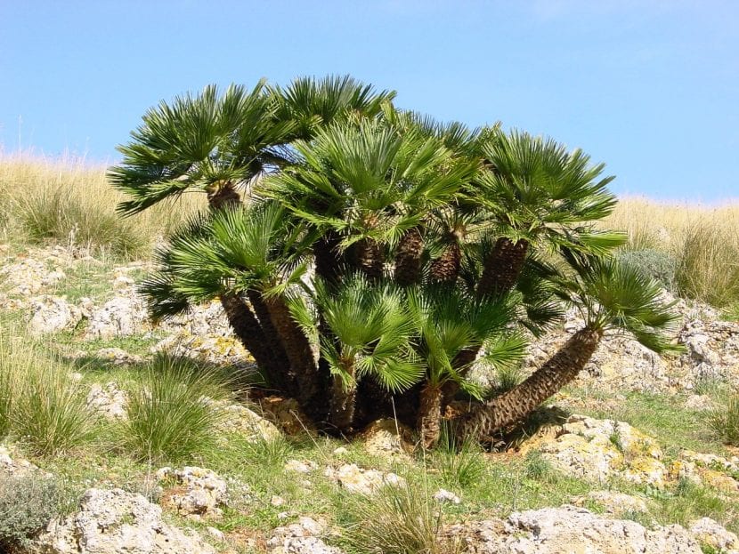 Chamaerops humilis o palmito, con sus hojas palmeadas en abanico