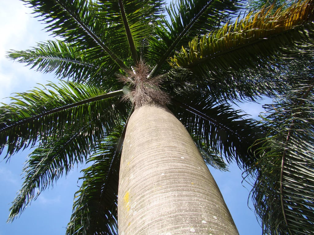Coco plumoso (Syagrus romanzoffiana): cultivo y cuidados