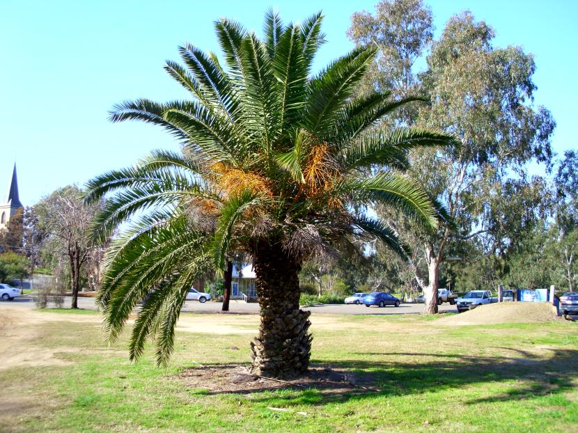 Palmera canaria: cuidados, poda, riego y picudo rojo