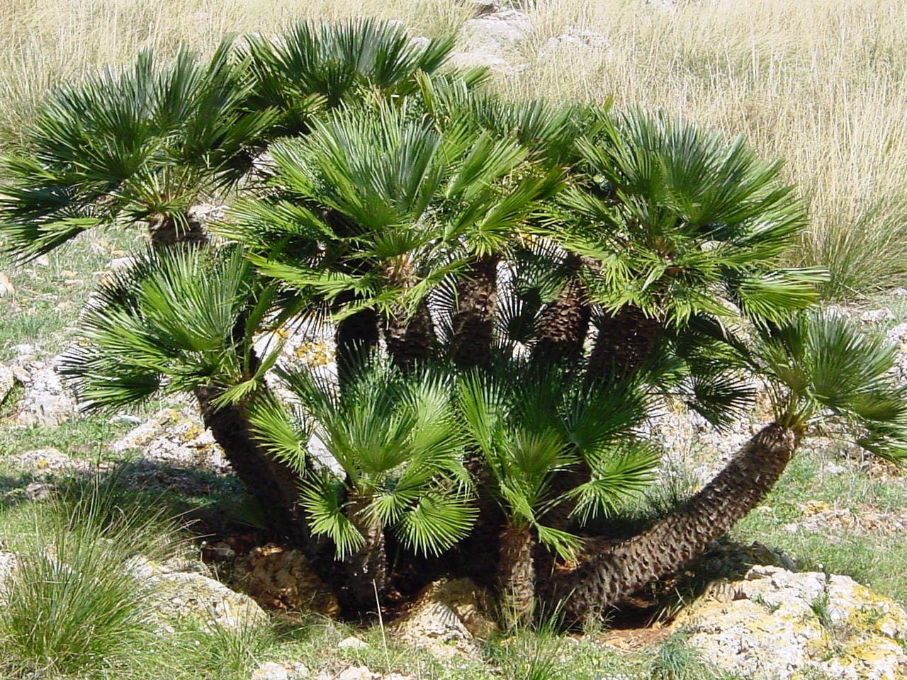 Palmito (Chamaerops humilis): cultivo y cuidados