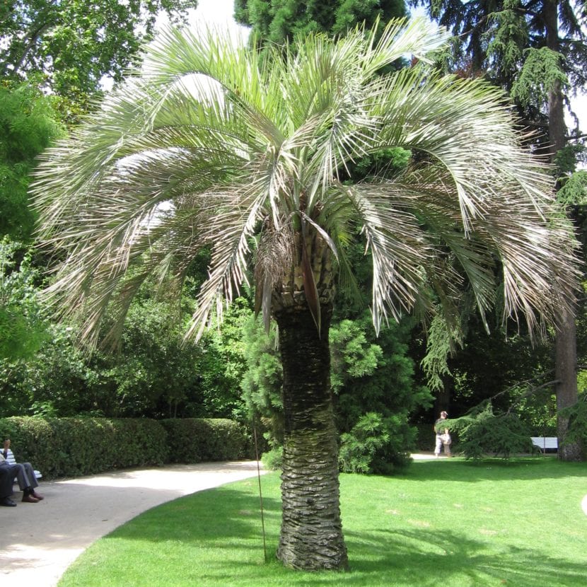 Ejemplar de Butia capitata con sus hojas arqueadas de color glauco