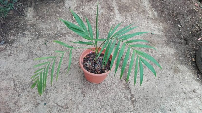 Chamaedorea hooperiana, palmera de sotobosque para interiores