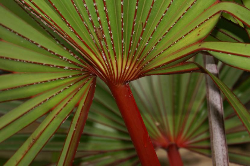 Latania lontaroides adulta con hojas costapalmadas grisáceas