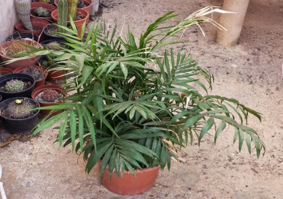 Ejemplar de Chamaedorea elegans o palmera de salón cultivada en maceta