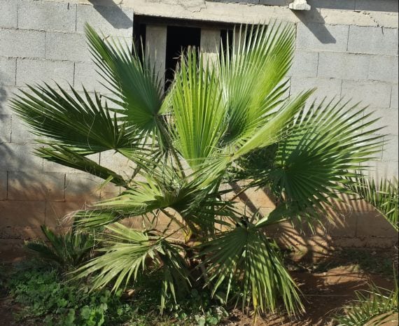 Washingtonia robusta: cultivo, poda y cuidados completos