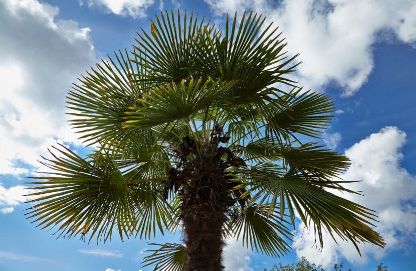 Ejemplar adulto de Trachycarpus fortunei con su corona de hojas en abanico