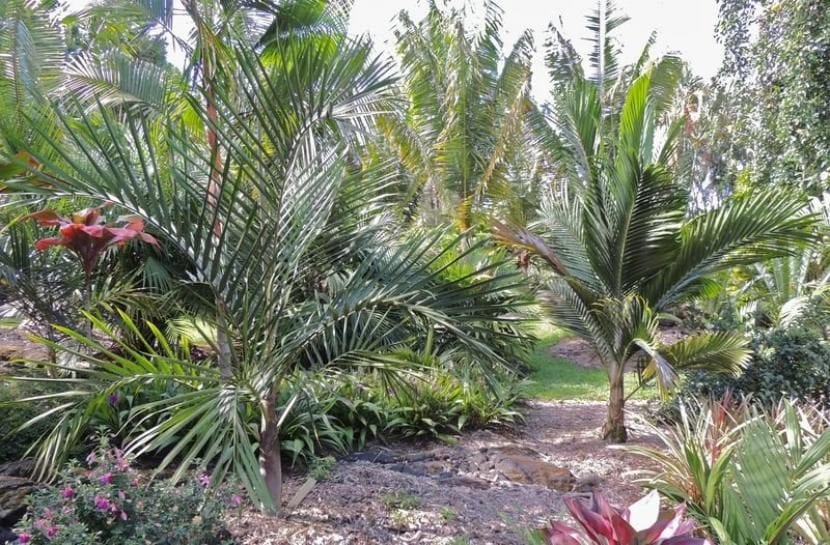 Cyphophoenix elegans, palmera pinnada de tronco esbelto y anillado