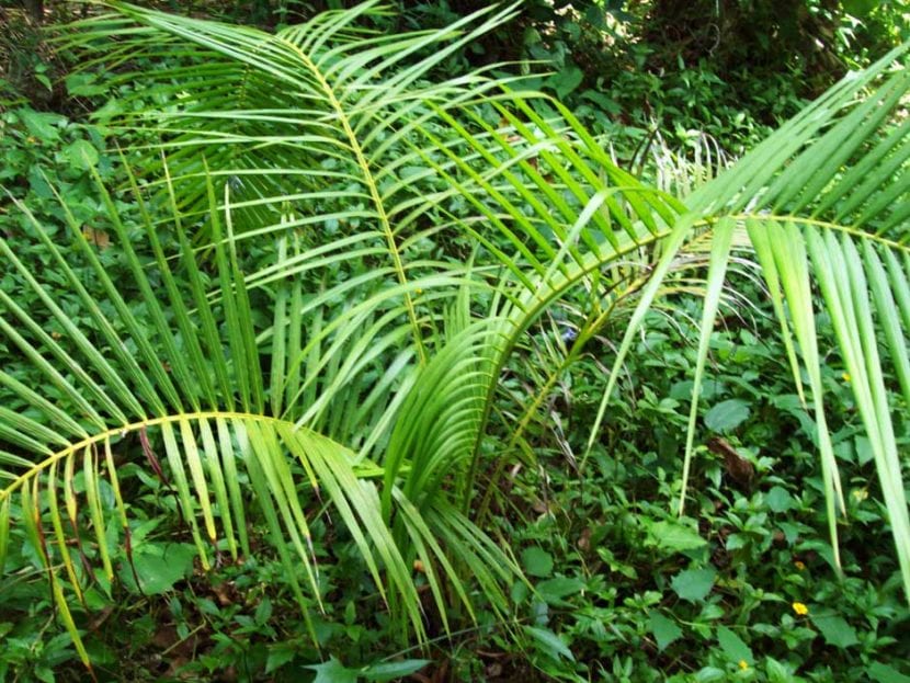Raphia taedigera creciendo en un pantano de agua dulce