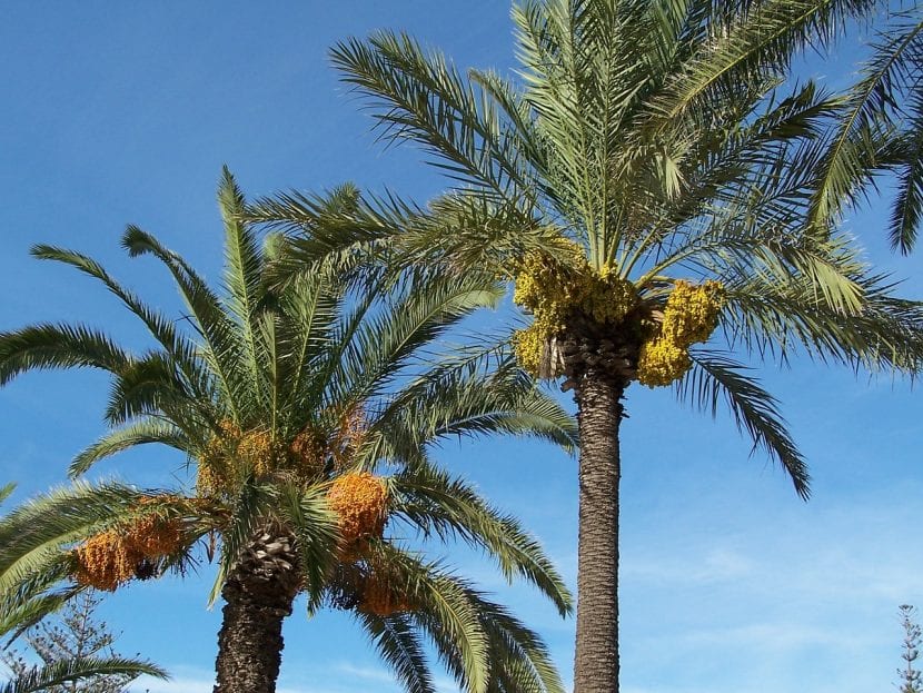 Grupo de palmeras del género Phoenix en un jardín mediterráneo