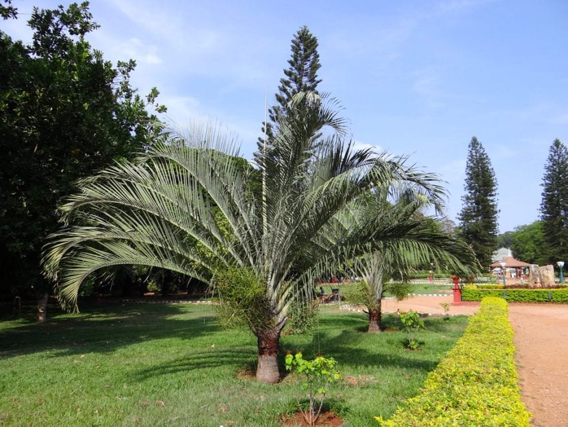 Palmera de hoja plumosa creciendo en un jardín