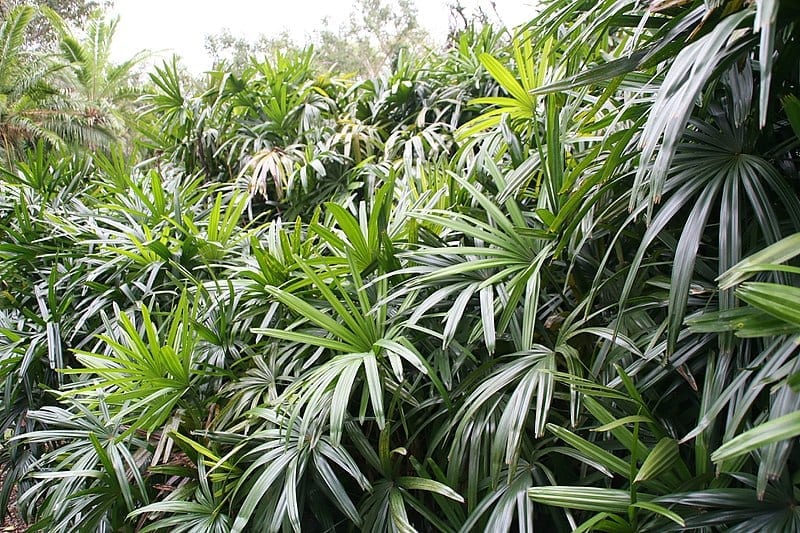 Ejemplar de Rhapis excelsa con varias cañas y hojas palmadas