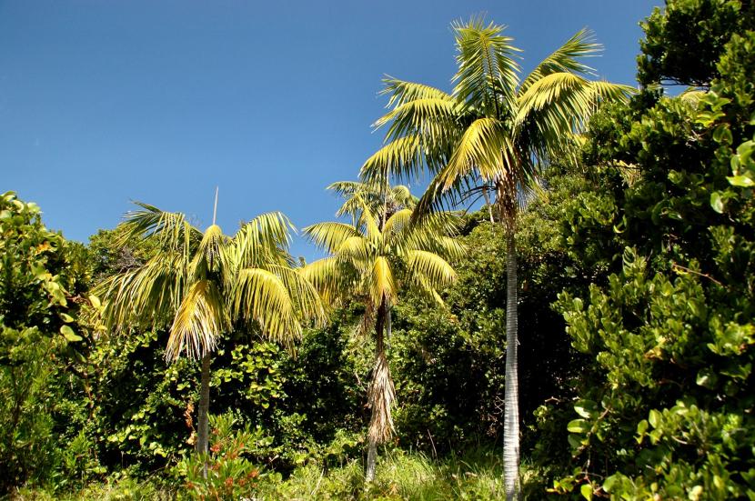 Howea forsteriana o palmera kentia